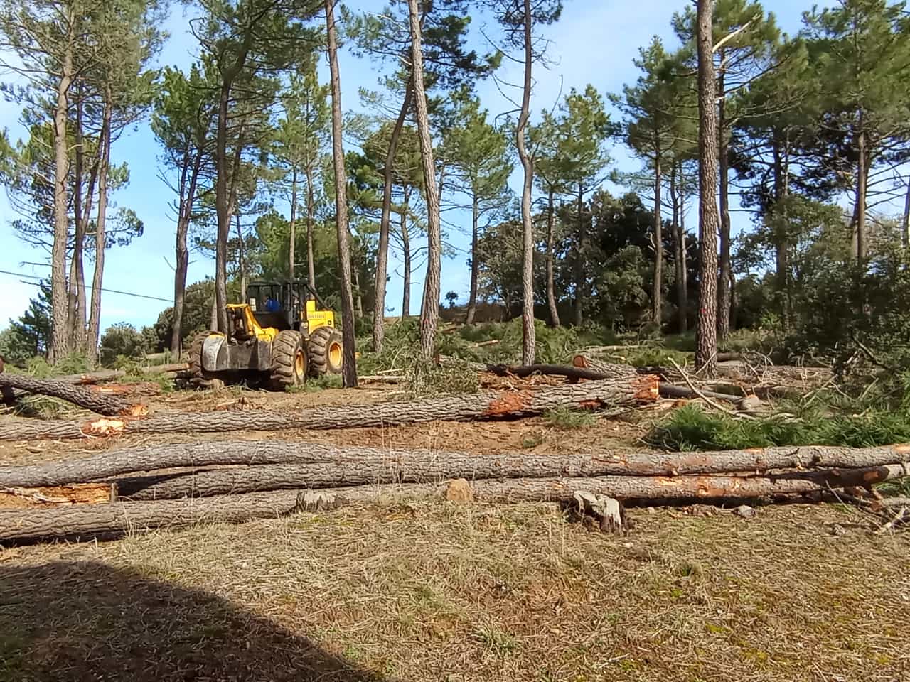 Corteza de pino y viruta de pino