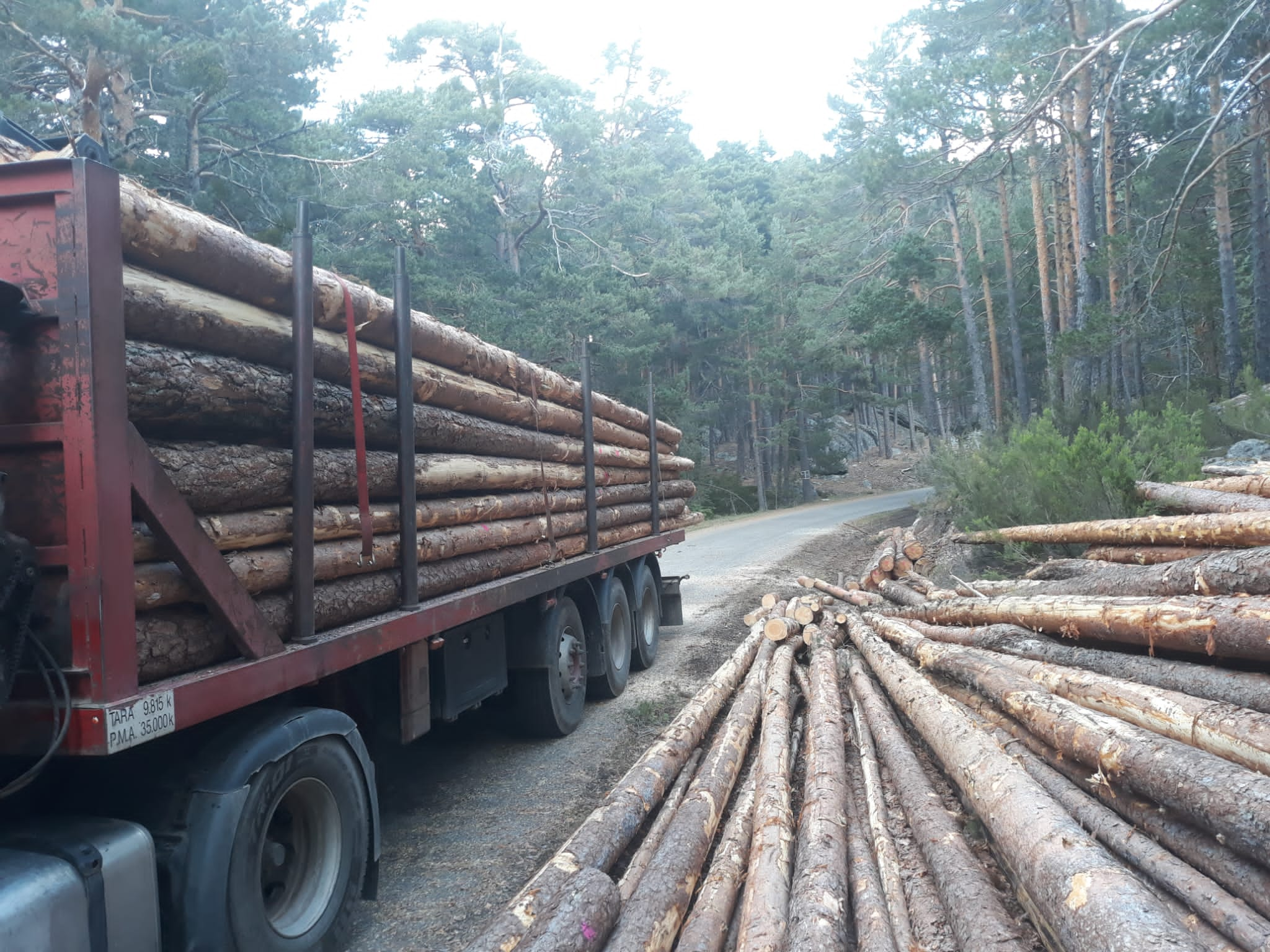 Troncos de pino para vigas, chapa o tablón